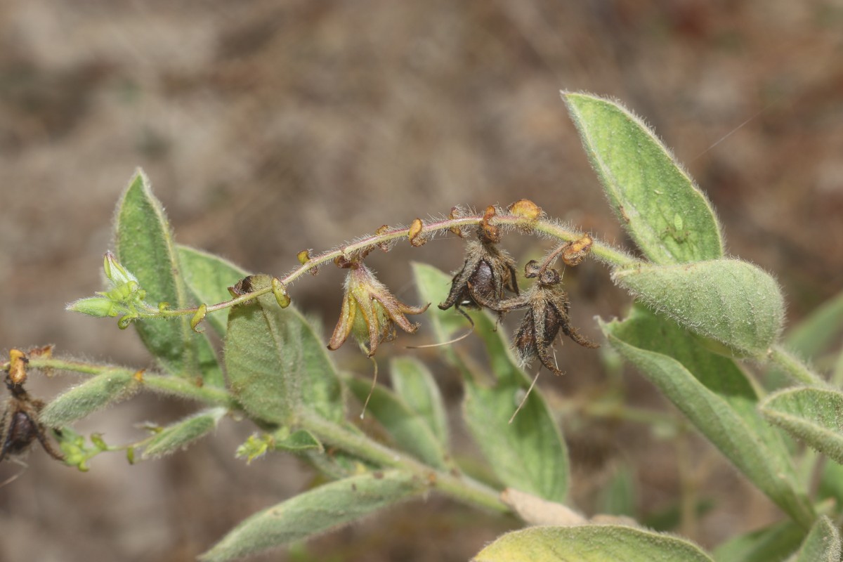 Crotalaria lunulata B.Heyne ex Wight & Arn.